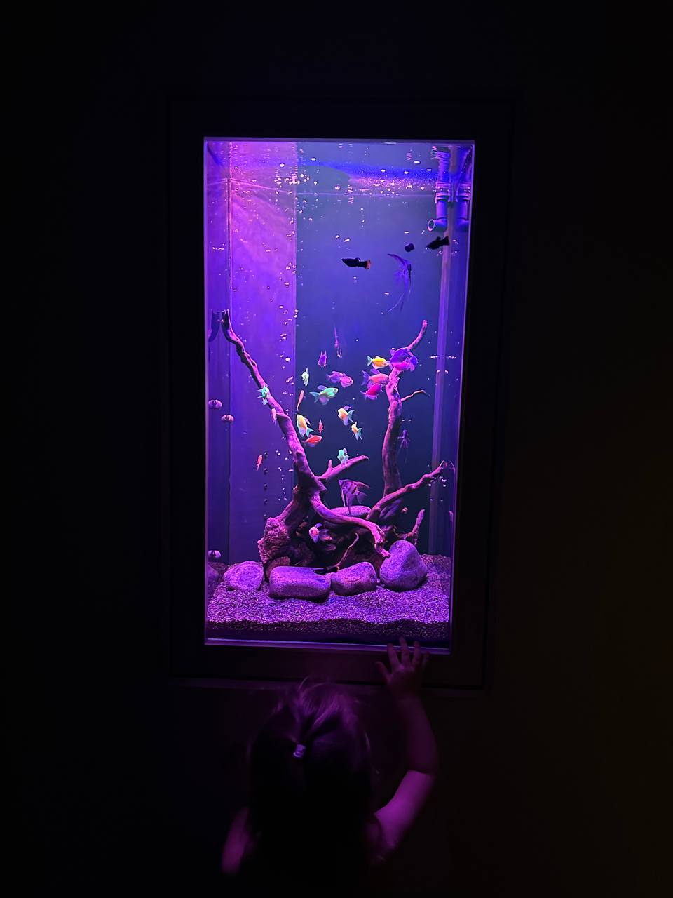 Элегантный встроенный аквариум-картина с флуоресцентными GloFish 70л - фото 5